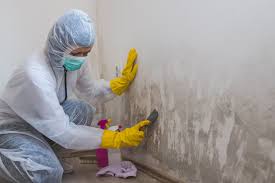 Why You Should Choose Our Mold Remediation Services in Brices Creek, NC